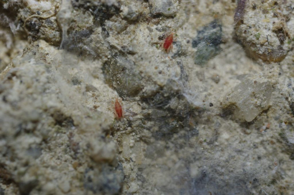 Piccoli acari della famiglia Bdellidae